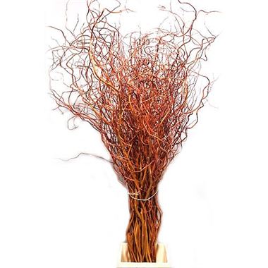 SALIX GOLDEN CURLS 120